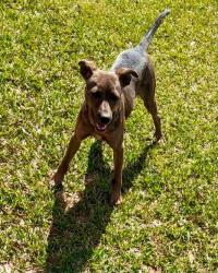 Lost Male Dog last seen Idk, Coosa County, AL 35089