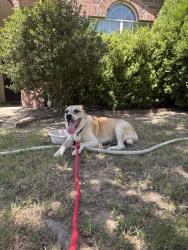 Found/Stray Male Dog last seen Near Valley Ranch, Garden valley Pool, Waxahachie, TX 75165