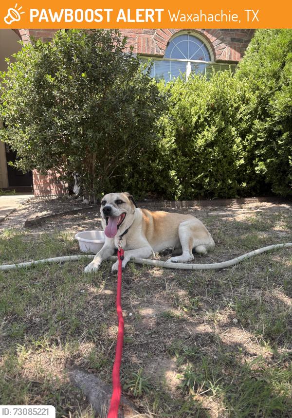 Found/Stray Male Dog last seen Near Valley Ranch, Garden valley Pool, Waxahachie, TX 75165