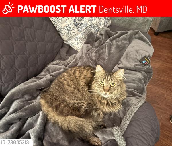 Lost Male Cat last seen Wheatley Rd and Oliver Shop Rd, Dentsville, MD 20646