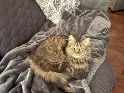 Lost Male Cat last seen Wheatley Rd and Oliver Shop Rd, Dentsville, MD 20646