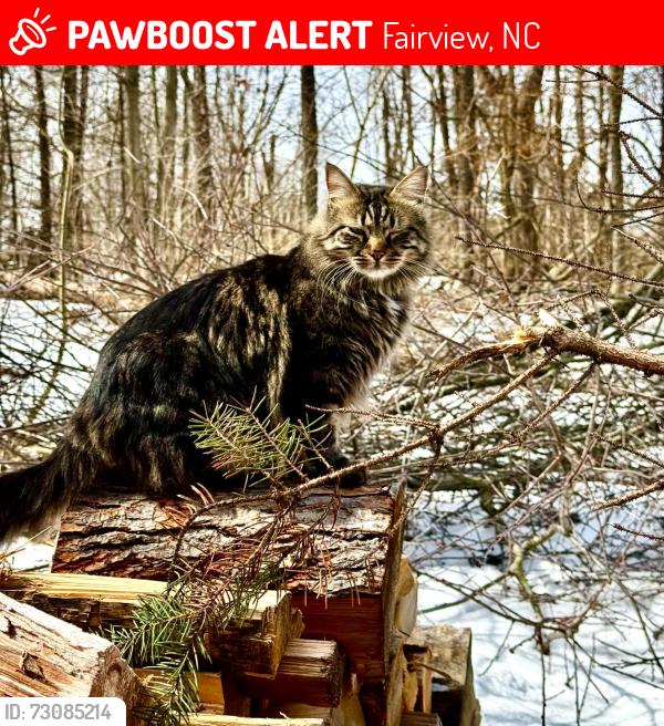 Lost Male Cat last seen Web creek rd., Fairview, NC 28730
