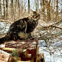 Lost Male Cat last seen Web creek rd., Fairview, NC 28730