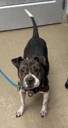 Shelter Stray Female Dog last seen Near Bralorne Dr Stone Mountain, 30087, 30087, GA, 3280 Chamblee Dunwoody Rd, Chamblee, GA 30341, USA