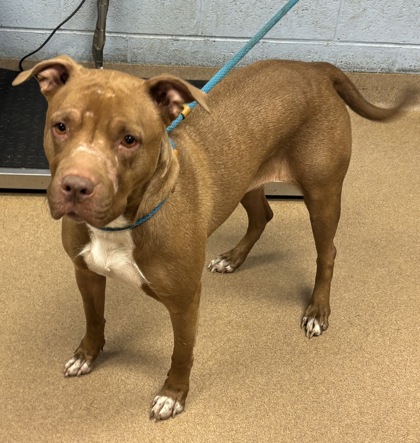 Shelter Stray Female Dog last seen Near Rue De Belle Vue Lithonia, 30058, 30058, GA, 3280 Chamblee Dunwoody Rd, Chamblee, GA 30341, USA