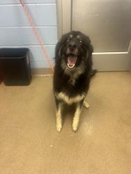 Shelter Stray Female Dog last seen , 30088, GA, 3280 Chamblee Dunwoody Rd, Chamblee, GA 30341, USA