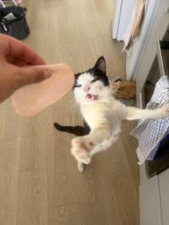 Reunited Male Cat last seen Canterbury Road, York Road, Stanley road, Greater London, England CR0