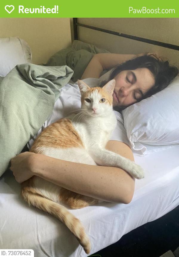 Reunited Male Cat last seen Just off Mare street, he got out through our back garden going the direction of Dalston Lane, Greater London, England E8 1JU