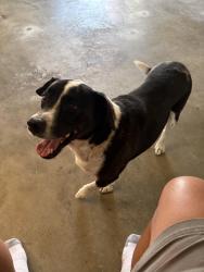 Found/Stray Male Dog last seen Ruth and Sunnyridge, Nampa, ID 83686