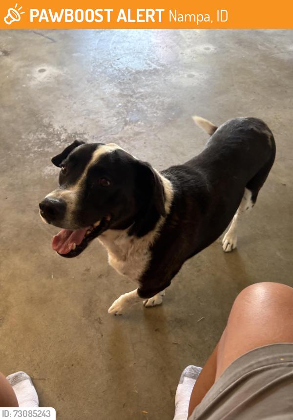 Found/Stray Male Dog last seen Ruth and Sunnyridge, Nampa, ID 83686