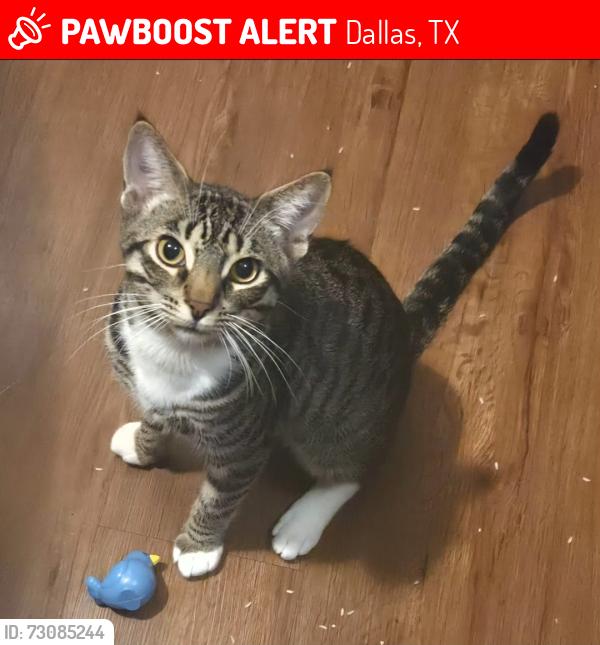Lost Male Cat last seen Between Cedar Springs and Maple, Dallas, TX 75219