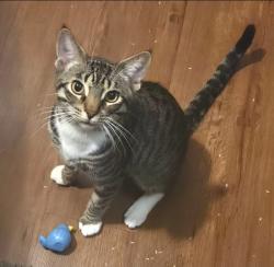 Lost Male Cat last seen Between Cedar Springs and Maple, Dallas, TX 75219
