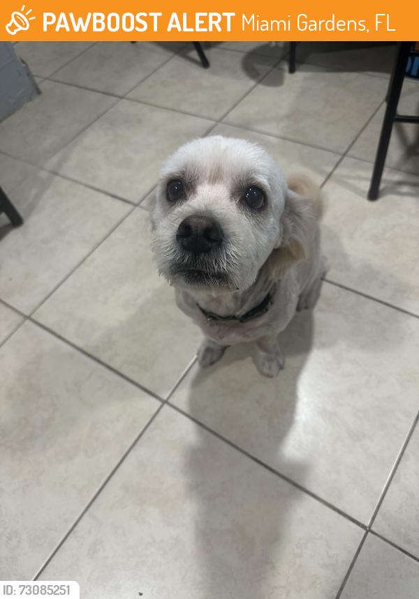 Found/Stray Male Dog last seen 183rd, Miami Gardens, FL 33169