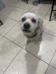 Found/Stray Male Dog last seen 183rd, Miami Gardens, FL 33169