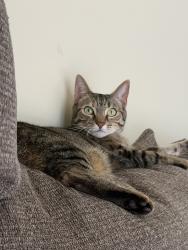 Lost Female Cat last seen Near Muirkirk Rd Laurel, MD  20708 United States, Laurel, MD 20708