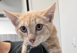 Shelter Stray Male Cat last seen Near Kearney Avenue, San Diego, CA, 92113, 5500 Gaines St, San Diego, CA 92110, USA