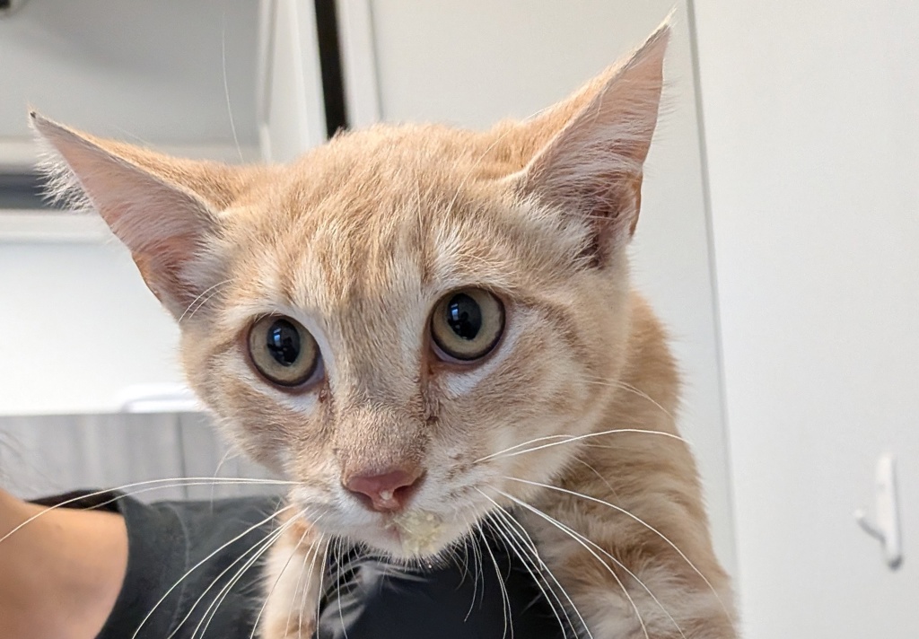 Shelter Stray Male Cat last seen Near Kearney Avenue, San Diego, CA, 92113, 5500 Gaines St, San Diego, CA 92110, USA