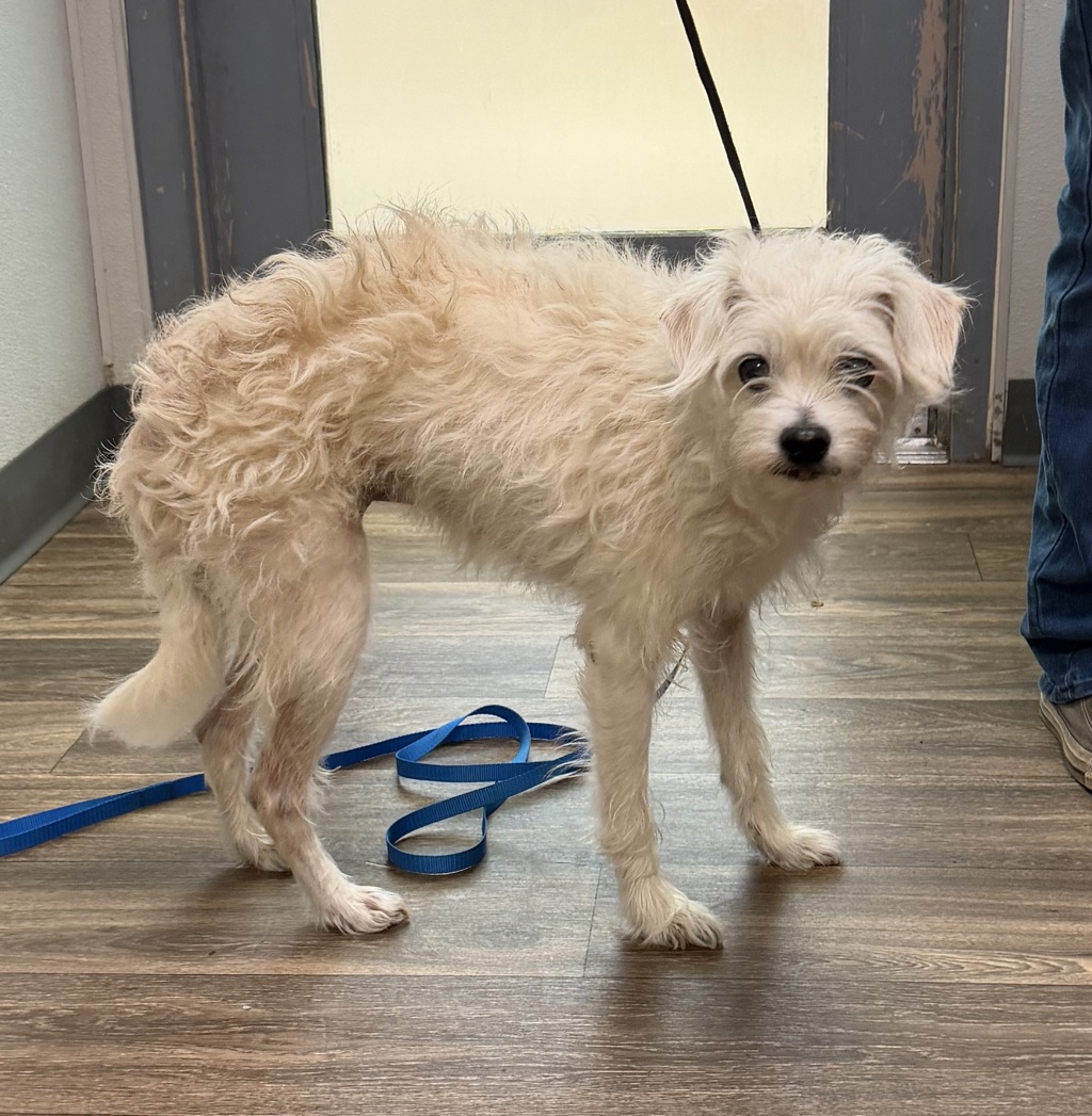 Shelter Stray Female Dog last seen Near La Mesa Boulevard, La Mesa, CA, 91941, 5500 Gaines St, San Diego, CA 92110, USA