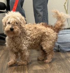 Shelter Stray Male Dog last seen Near La Mesa Boulevard, La Mesa, CA, 91941, 5500 Gaines St, San Diego, CA 92110, USA