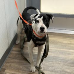 Shelter Stray Female Dog last seen 51st Street, San Diego, CA, 92115, 5500 Gaines St, San Diego, CA 92110, USA