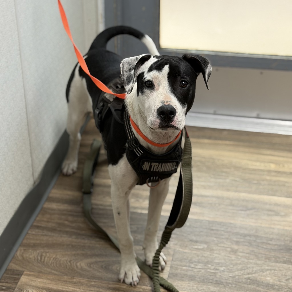 Shelter Stray Female Dog last seen 51st Street, San Diego, CA, 92115, 5500 Gaines St, San Diego, CA 92110, USA
