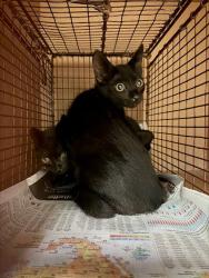 Shelter Stray Male Cat last seen Near Berryline Cove, AUSTIN, TX, 78724, 7201 Levander Loop bldg a, Austin, TX 78702, USA
