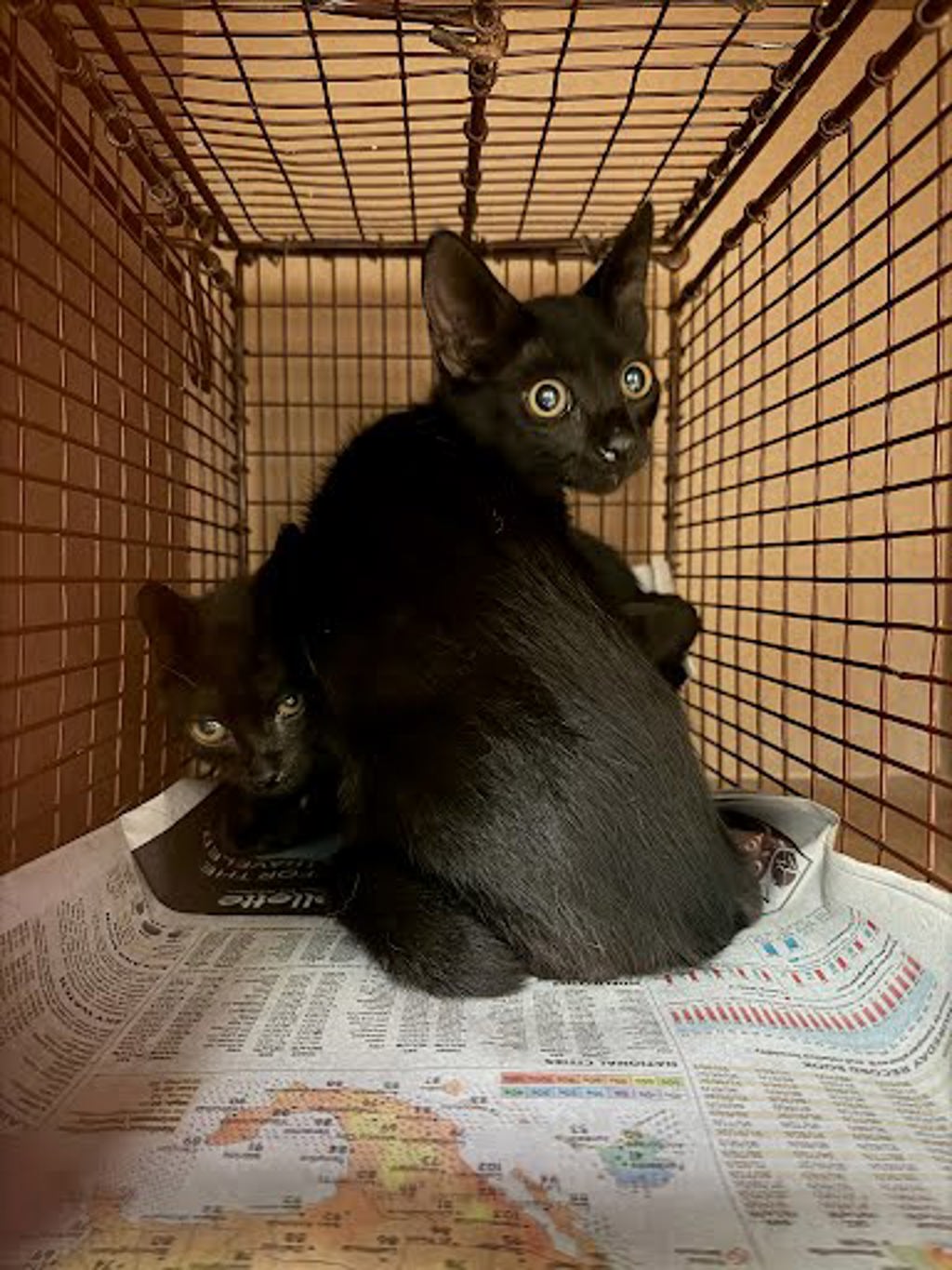 Shelter Stray Male Cat last seen Near Berryline Cove, AUSTIN, TX, 78724, 7201 Levander Loop bldg a, Austin, TX 78702, USA