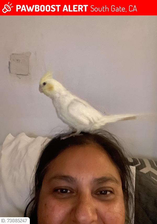 Lost Female Bird last seen Truba and Iowa in Southgate, South Gate, CA 90280