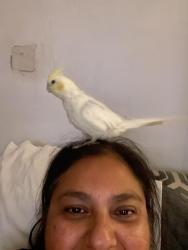 Lost Female Bird last seen Truba and Iowa in Southgate, South Gate, CA 90280