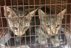 Shelter Stray Male Cat last seen Near Reynolds Court, AUSTIN, TX, 78734, 7201 Levander Loop bldg a, Austin, TX 78702, USA