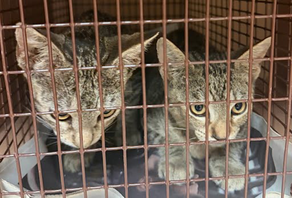 Shelter Stray Male Cat last seen Near Reynolds Court, AUSTIN, TX, 78734, 7201 Levander Loop bldg a, Austin, TX 78702, USA