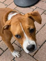 Shelter Stray Male Dog last seen 2nd Street, AUSTIN, TX, 78702, 7201 Levander Loop bldg a, Austin, TX 78702, USA