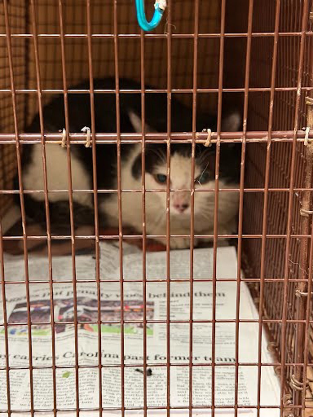 Shelter Stray Unknown Cat last seen Near San Jacinto Boulevard, AUSTIN, TX, 78712, 7201 Levander Loop bldg a, Austin, TX 78702, USA