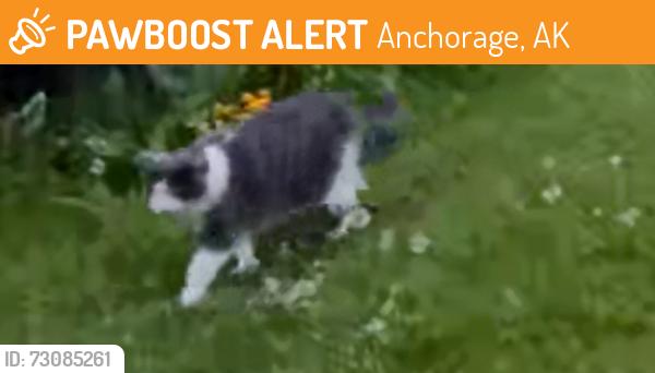 Found/Stray Unknown Cat last seen Vance Dr, Anchorage, AK 99504