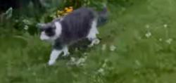 Found/Stray Unknown Cat last seen Vance Dr, Anchorage, AK 99504