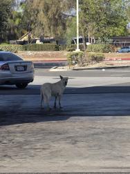 Found/Stray Unknown Dog last seen 7-11, San Bernardino, CA 92408