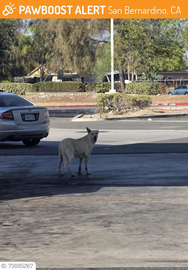 Found/Stray Unknown Dog last seen 7-11, San Bernardino, CA 92408