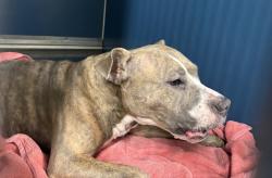 Shelter Stray Female Dog last seen Near Bruckner Boulevard, BRONX, NY, 10472, 326 E 110th St, New York, NY 10029, USA