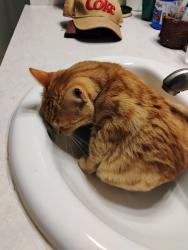 Lost Female Cat last seen Near avalon, Victoria, TX 77901