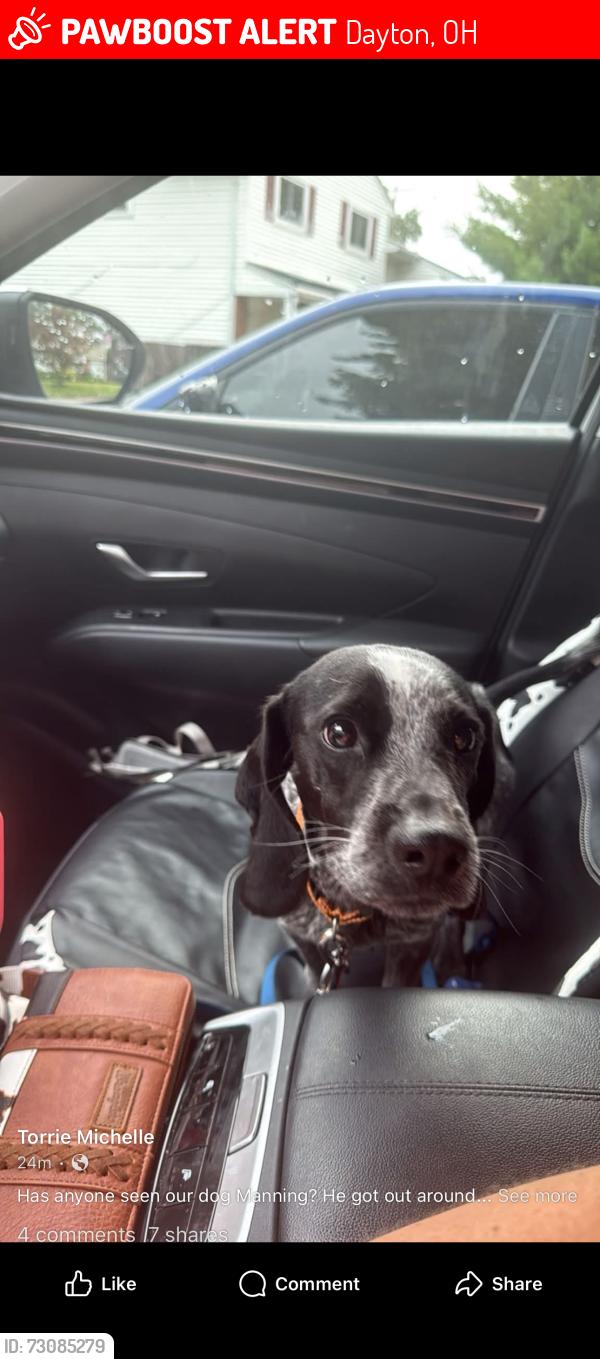 Lost Male Dog last seen Forrer blvd, Dayton, OH 45420