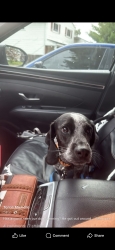Lost Male Dog last seen Forrer blvd, Dayton, OH 45420