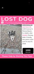 Reunited Male Dog last seen Near Avenue S, Riviera Beach, FL 33404, USA, Riviera Beach, FL 33404