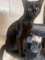 Reunited Female Cat last seen Near Halifax St, Houston, TX 77015, USA, Houston, TX 77015