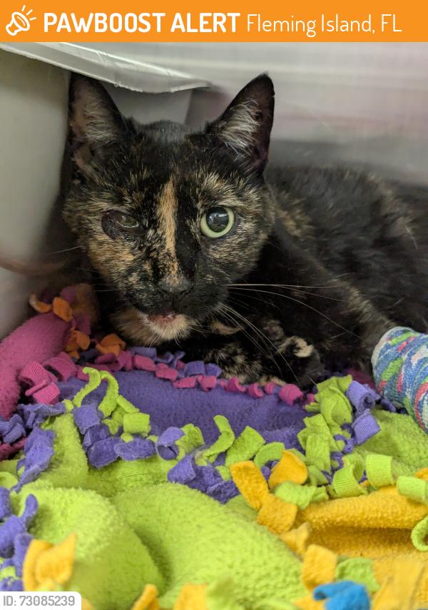 Found/Stray Female Cat last seen Bridge going to Fleming Island, Fleming Island, FL 32003