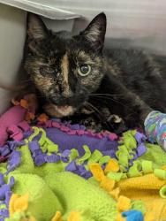 Found/Stray Female Cat last seen Bridge going to Fleming Island, Fleming Island, FL 32003