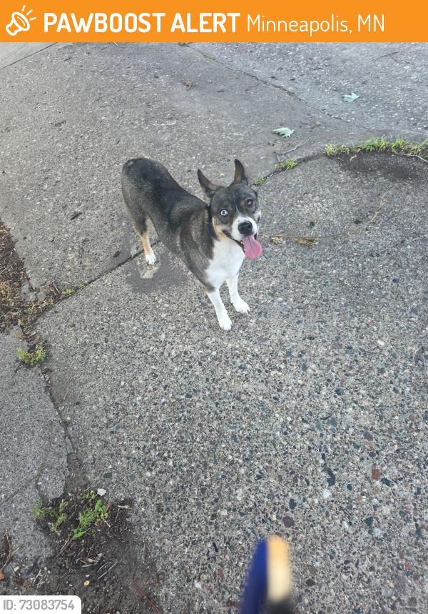 Found/Stray Female Dog last seen Near Centennial Pl, Minneapolis, MN 55404, Minneapolis, MN 55415