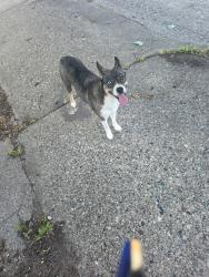 Found/Stray Female Dog last seen Near Centennial Pl, Minneapolis, MN 55404, Minneapolis, MN 55415