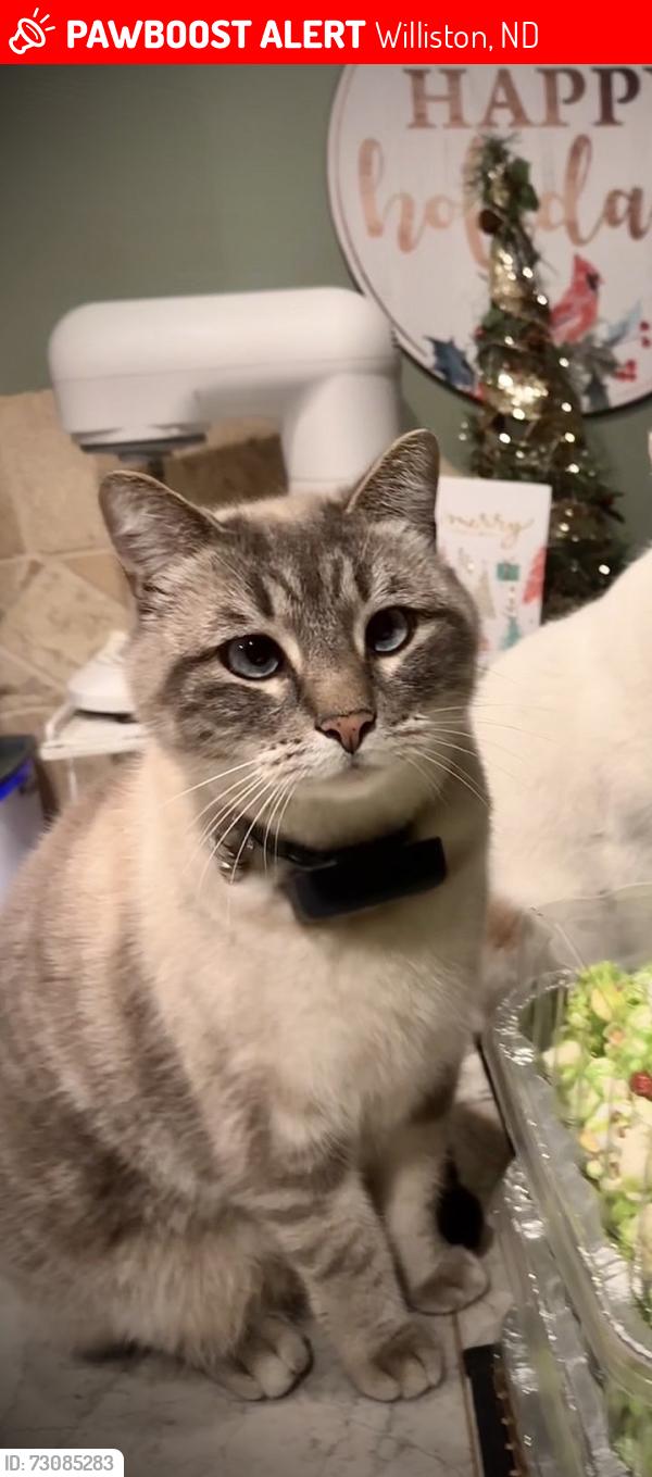 Lost Male Cat last seen bison drive, Williston, ND 58801