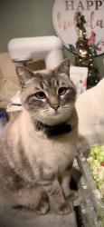 Lost Male Cat last seen bison drive, Williston, ND 58801