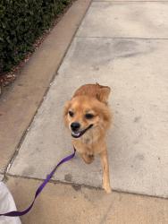 Lost Male Dog last seen Broadway , San Diego, CA 92101